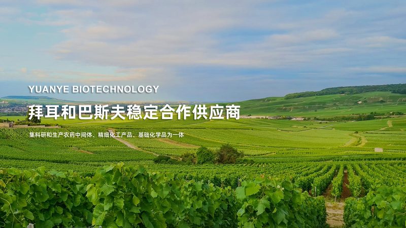 广州抗体人源化改造：揭秘药物研发的关键步骤**